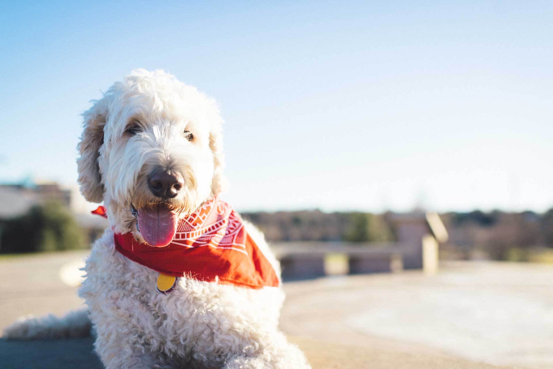 A dog with a Kammok scarf around his neck.