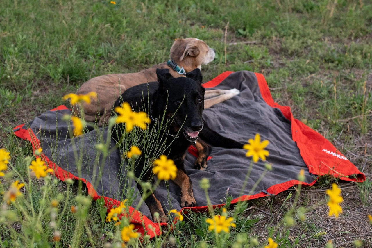 Dogs lying on a Kammok Field Blanket Jr.